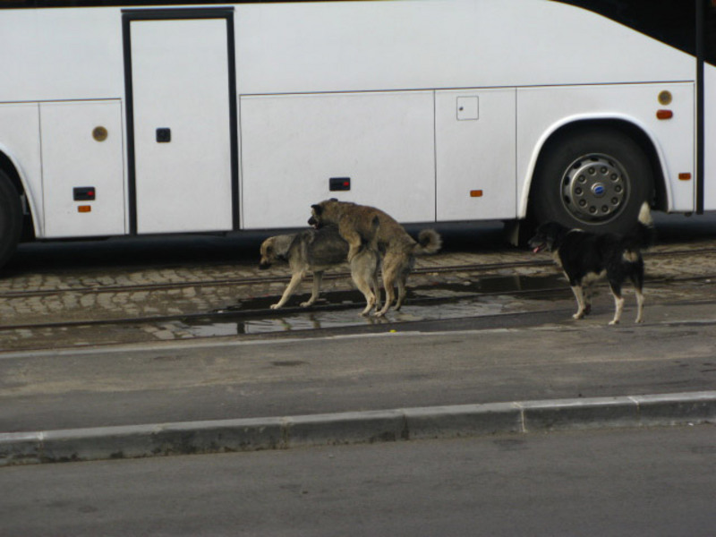 20090627_cmunteanu_09