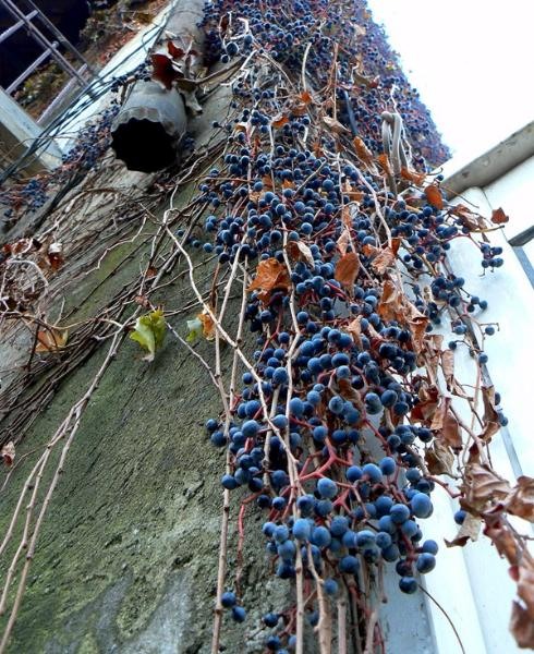 20081206_cristinad_09