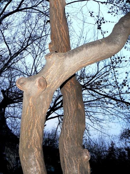 20081206_cristinad_22