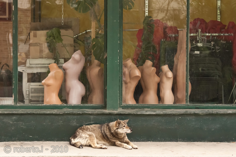 robertoi_nunta-n_cartier_iul2010_24