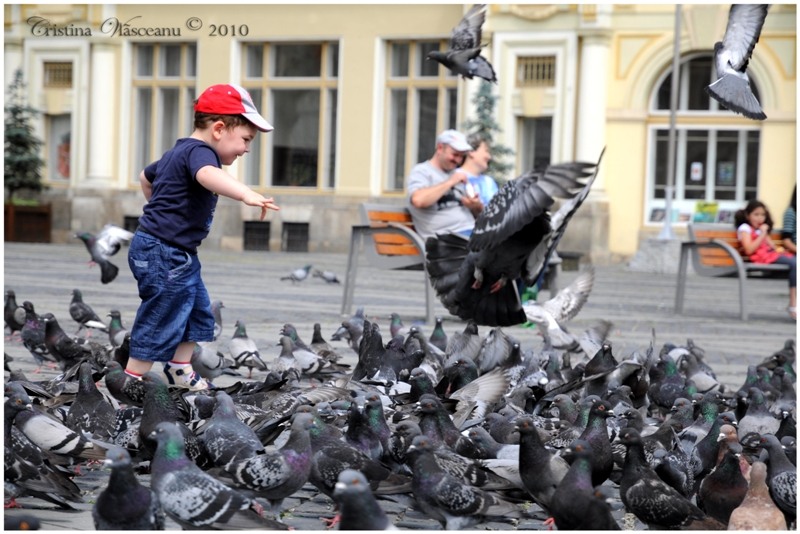 Atat de multi porumbei