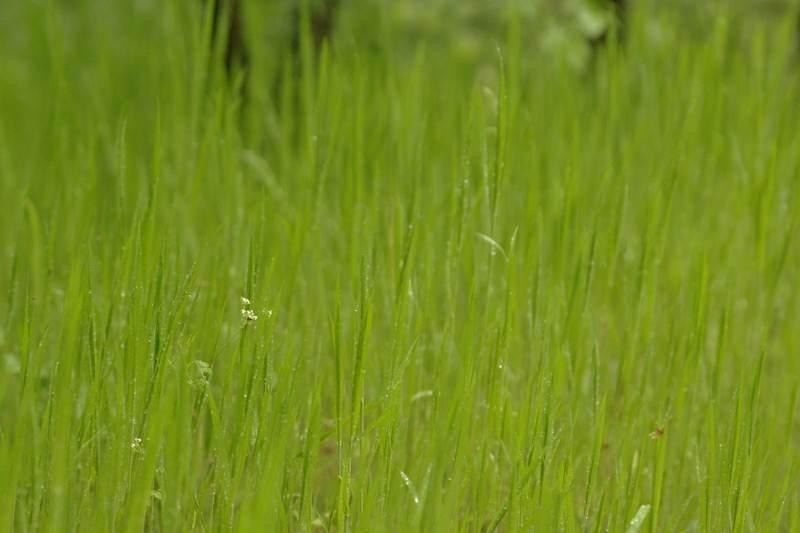 20090425_acimpeanu_02