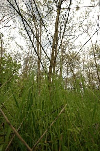 20090425_acimpeanu_08