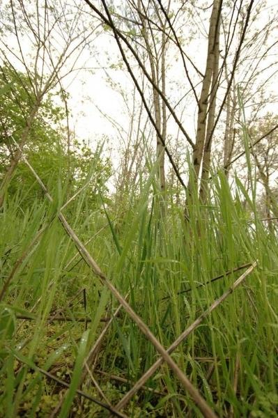 20090425_acimpeanu_09