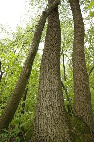 20090425_acimpeanu_10