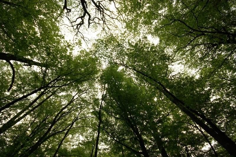 20090425_acimpeanu_12