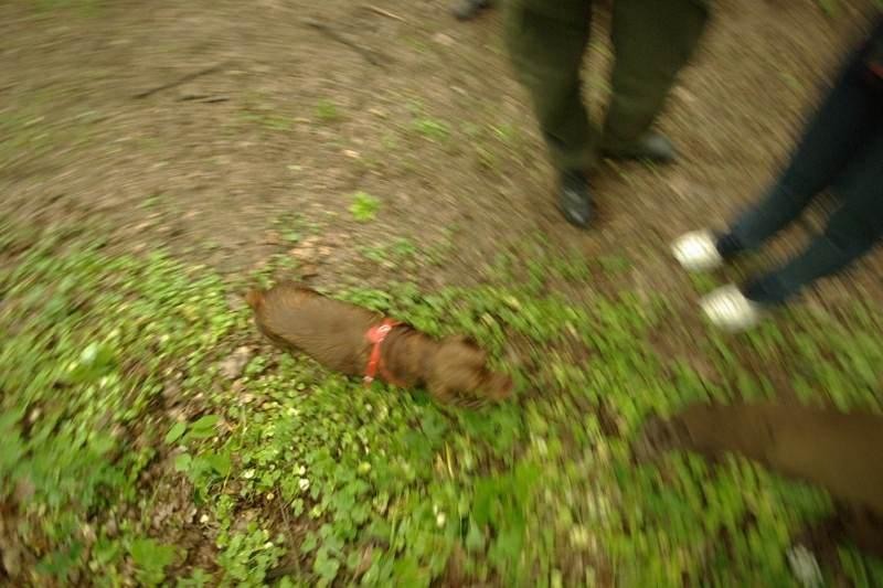 20090425_acimpeanu_13