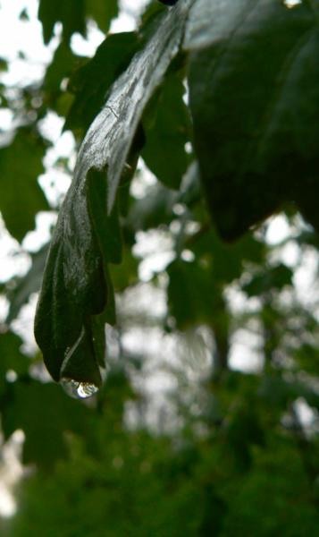 20090425_cdumitru_01