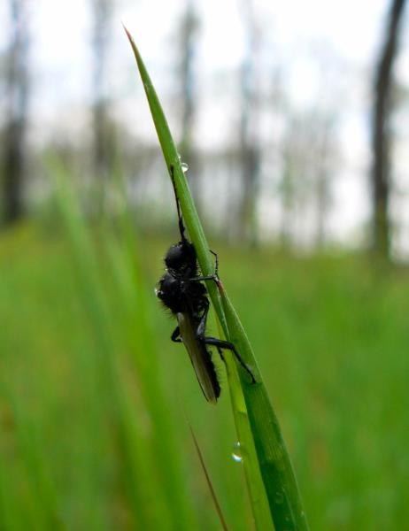 20090425_cdumitru_02