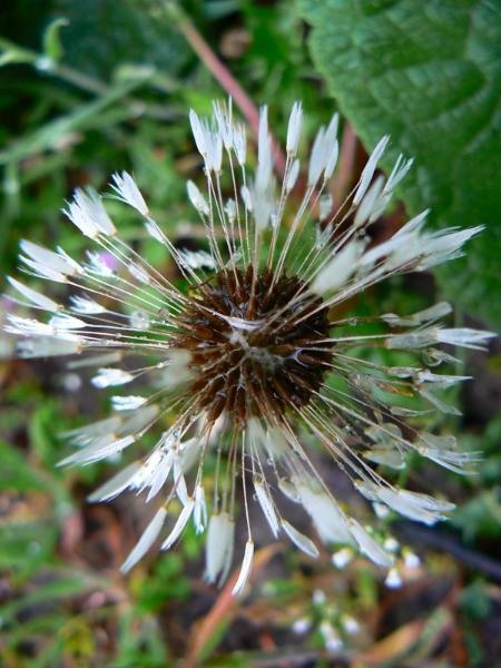 20090425_cdumitru_03