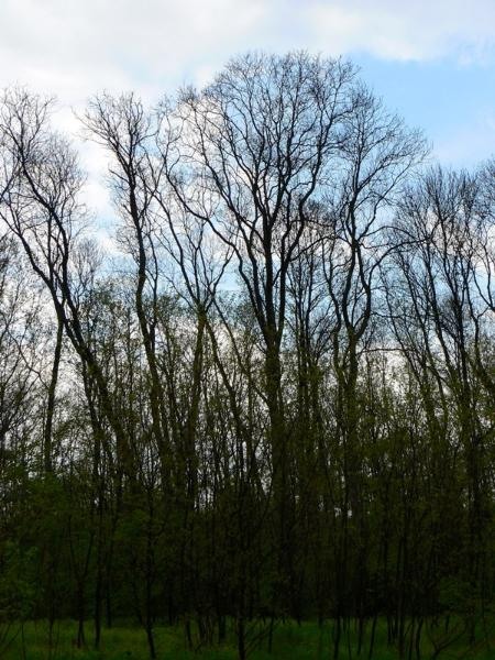 20090425_cdumitru_04