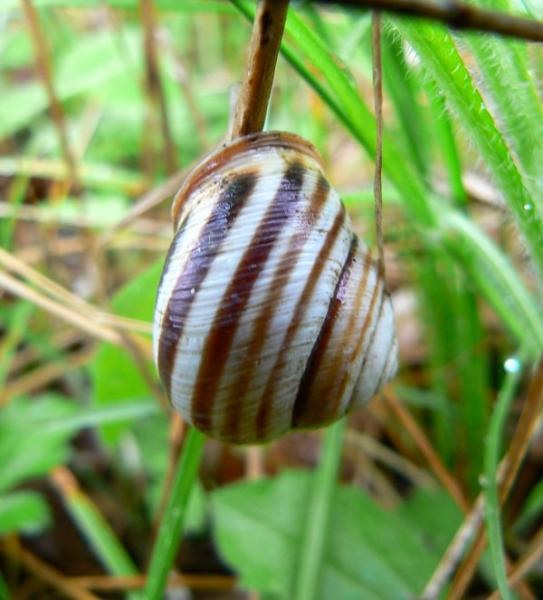 20090425_cdumitru_05