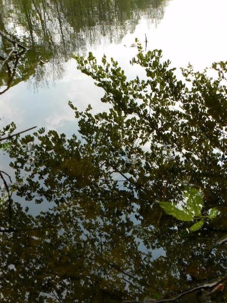 20090425_cdumitru_08