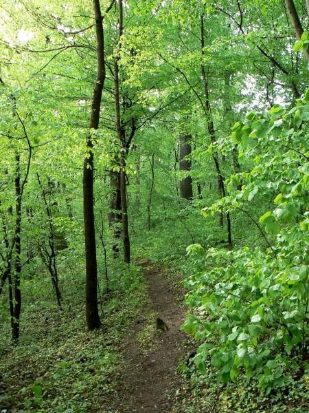 20090425_cdumitru_10