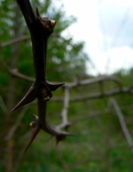 20090425_cdumitru_11