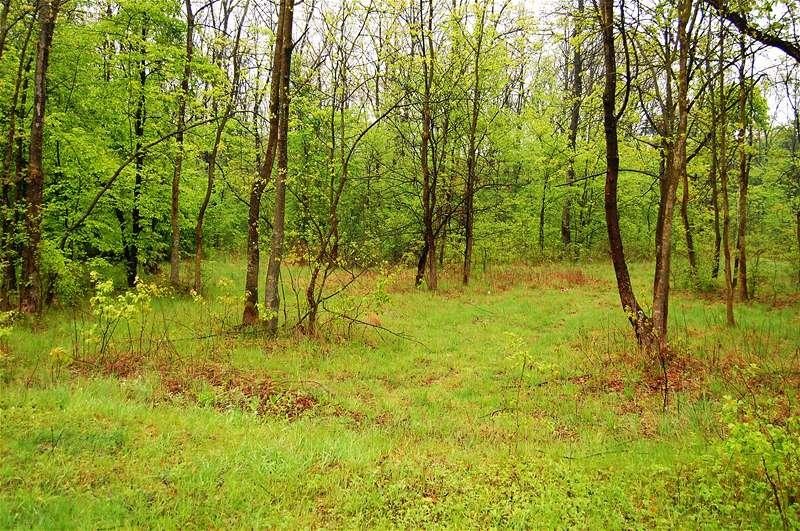 20090425_gmihaila_02