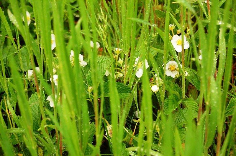 20090425_gmihaila_04