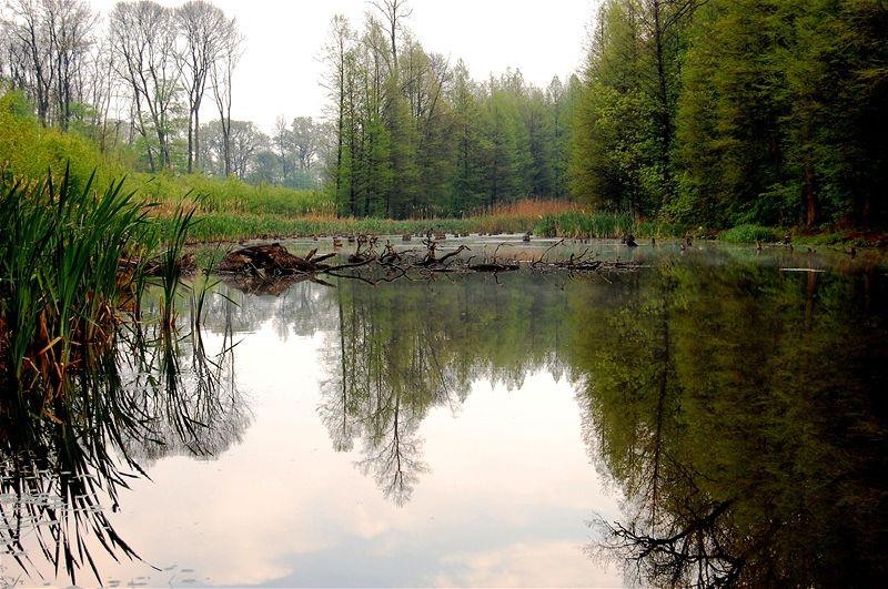 20090425_gmihaila_05