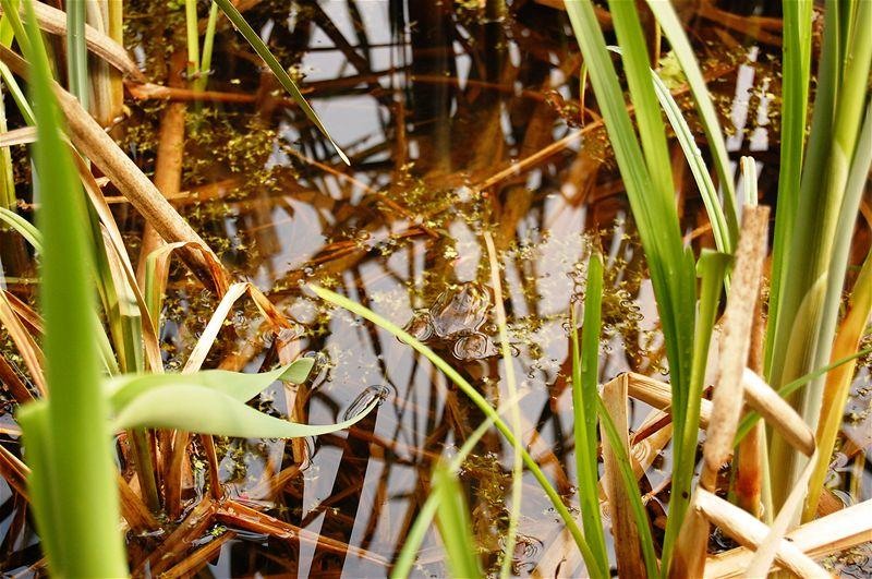 20090425_gmihaila_06