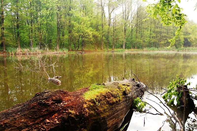 20090425_gmihaila_07