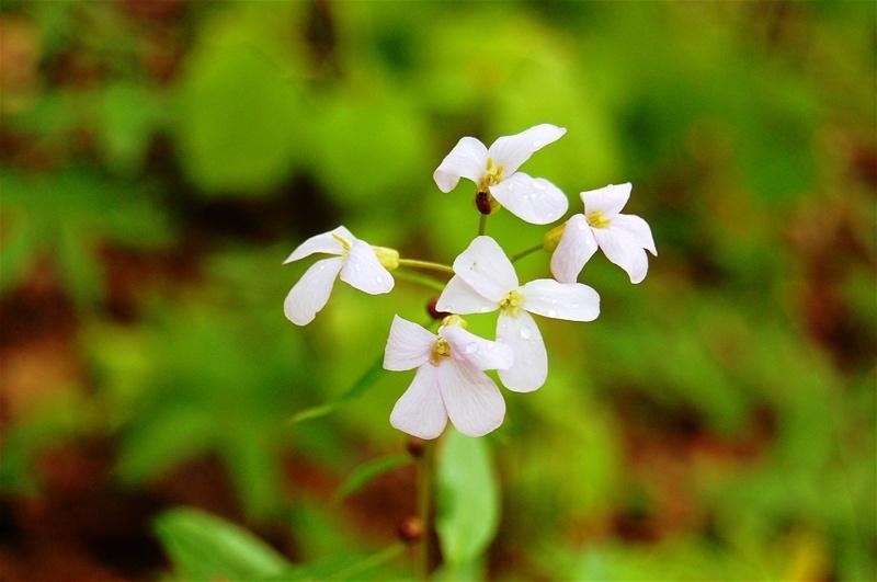 20090425_gmihaila_09