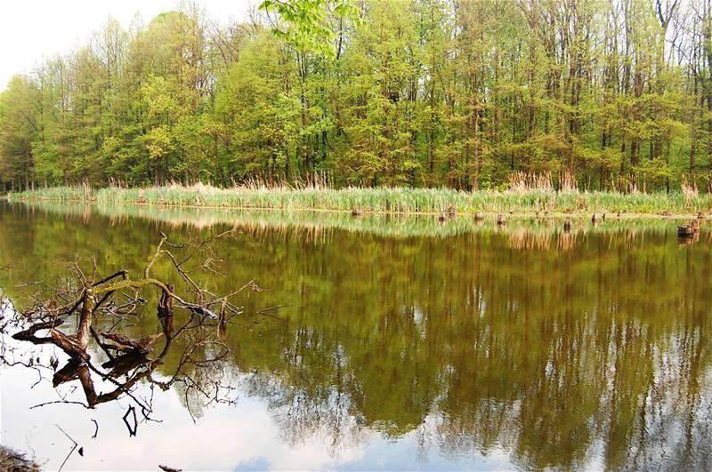 20090425_gmihaila_12