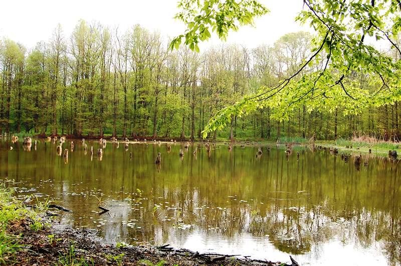 20090425_gmihaila_13