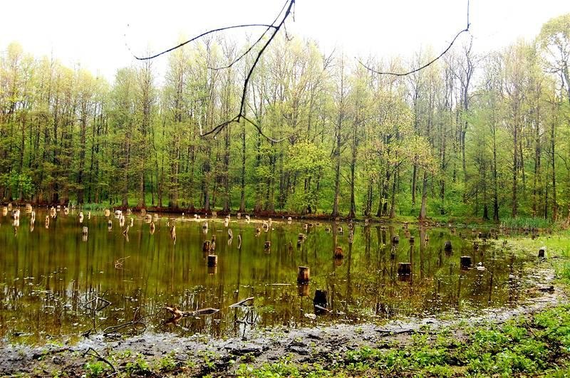 20090425_gmihaila_14