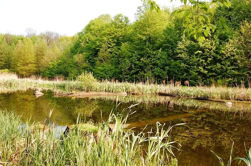 20090425_gmihaila_16