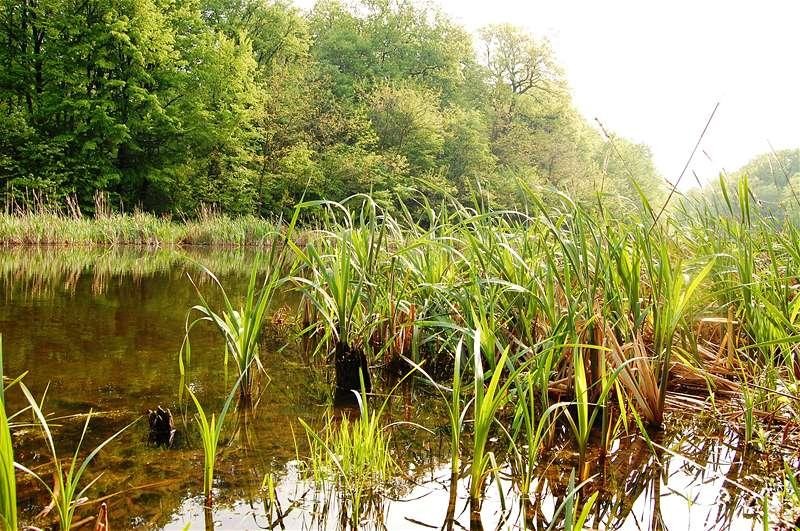 20090425_gmihaila_17