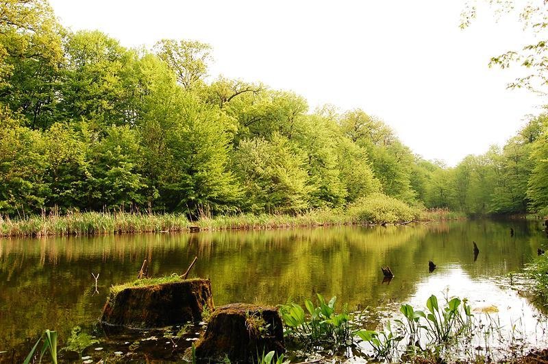 20090425_gmihaila_20