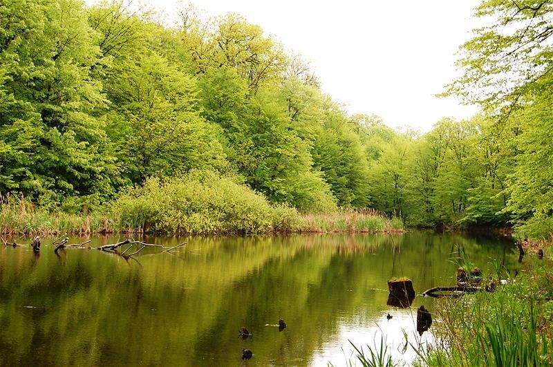 20090425_gmihaila_21