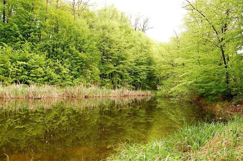 20090425_gmihaila_23