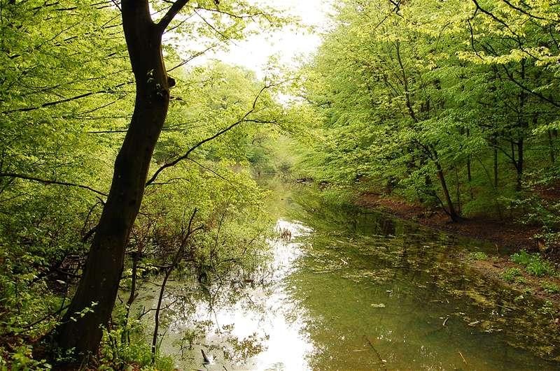 20090425_gmihaila_25