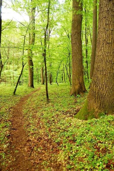 20090425_gmihaila_26