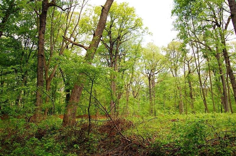 20090425_gmihaila_27