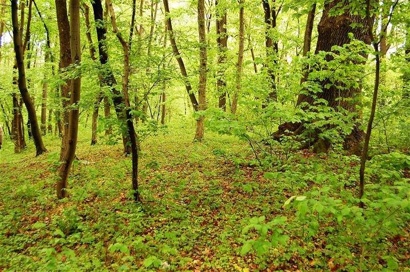 20090425_gmihaila_28