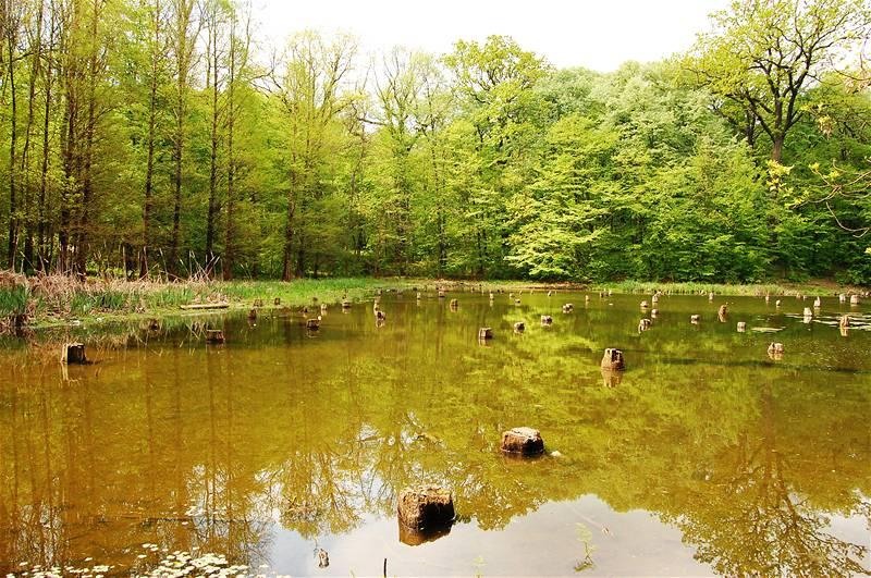 20090425_gmihaila_30