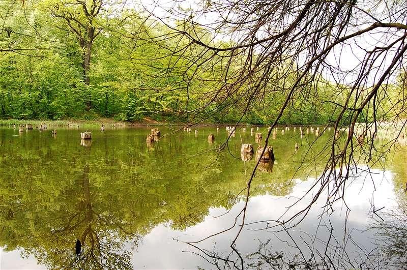 20090425_gmihaila_31