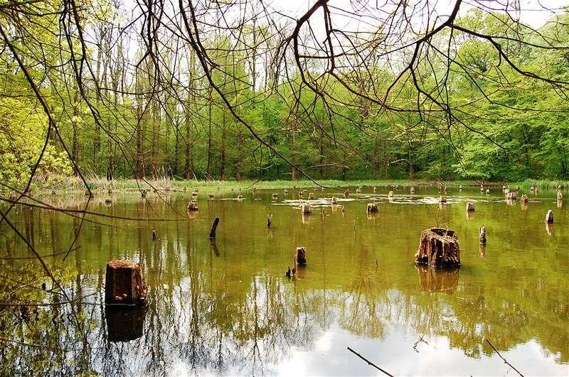 20090425_gmihaila_32