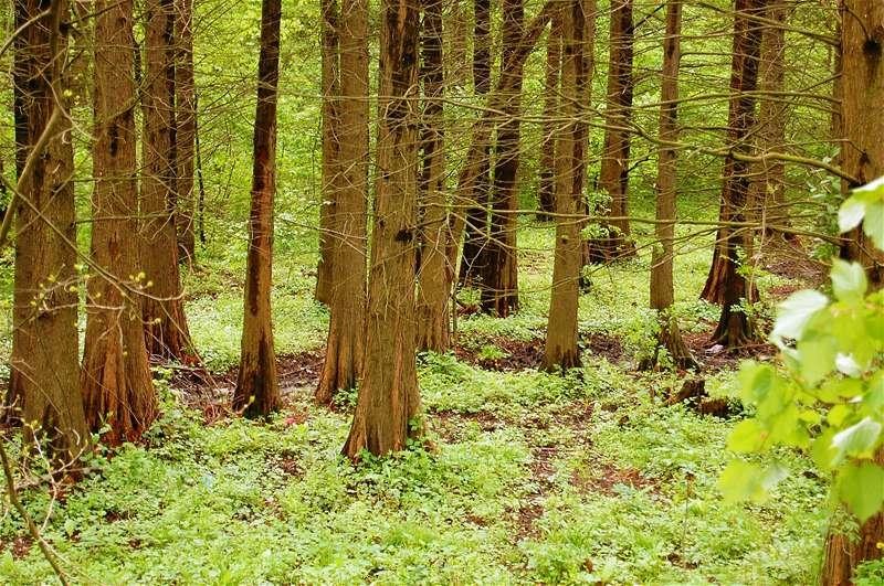 20090425_gmihaila_34