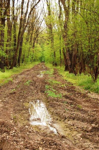 20090425_gmihaila_35