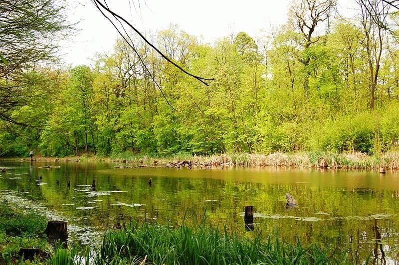 20090425_gmihaila_36