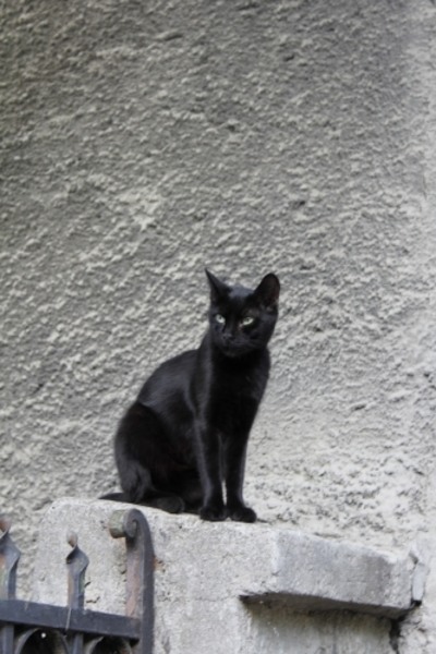 Pisica neagra