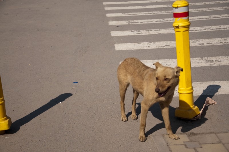 mihai_trasca_dragonul_rosu_09