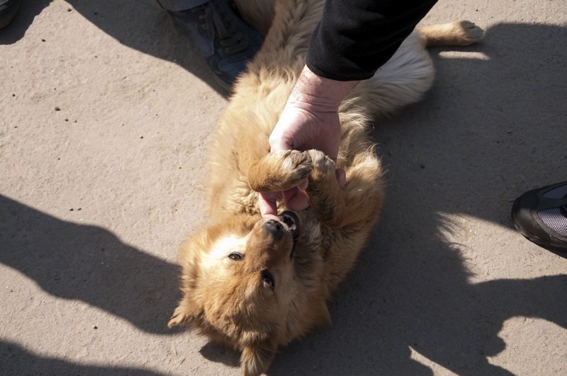 mihai_trasca_dragonul_rosu_11