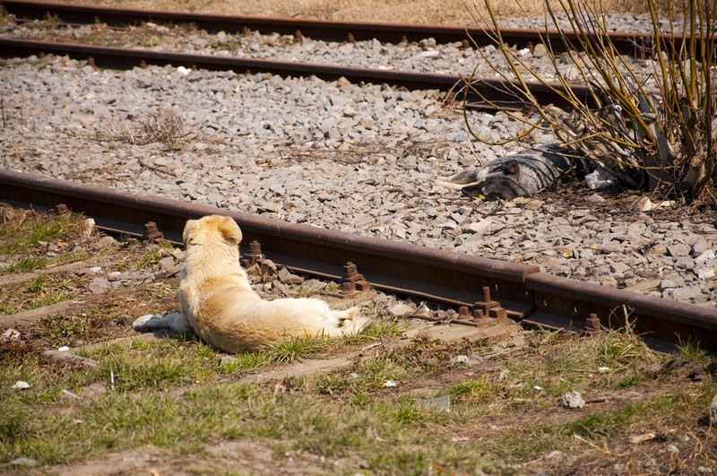 mihai_trasca_dragonul_rosu_13