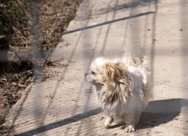 mihai_trasca_dragonul_rosu_17