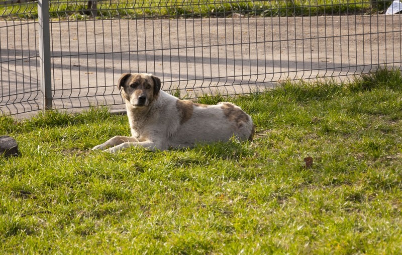 mihai_trasca_dragonul_rosu_23