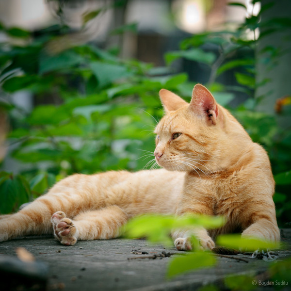 bellucemetery_010013